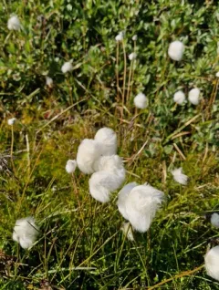 Scheuchzer's cottongrass thumbnail 3