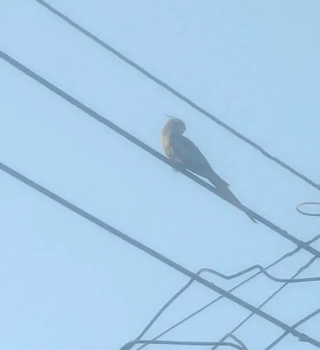 Cockatiel