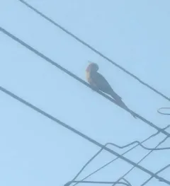 Cockatiel thumbnail 1