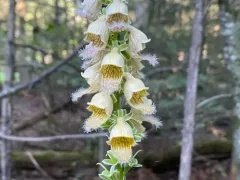 Rusty Foxglove thumbnail 3