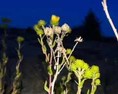 Scleropogon bradleyi thumbnail 4
