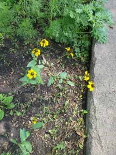 clasping coneflower thumbnail 3