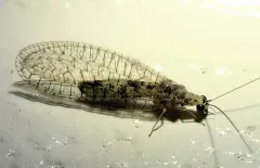 Eremochrysa canadensis thumbnail 3