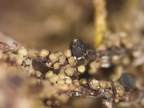 Agonimia borysthenica