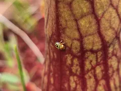 Heath Spittlebug thumbnail 2