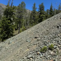 Wenatchee Desertparsley thumbnail 4
