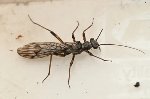 Intermountain Forestfly