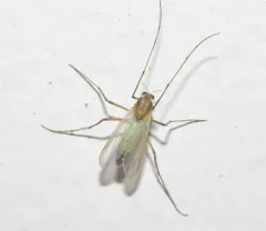 Microtendipes pedellus thumbnail 3