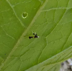 Maple Caloptilia Moth thumbnail 4