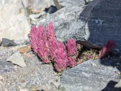 Purple Alpine Paintbrush thumbnail 3
