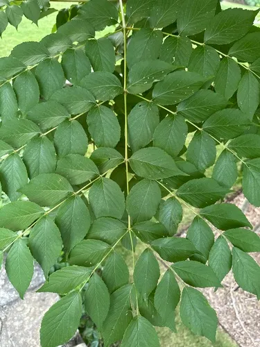 Chinese Angelica-tree