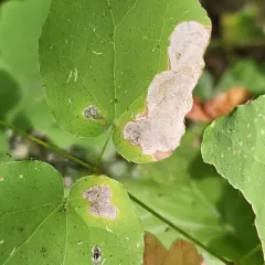 Phytomyza vancouveriella thumbnail 2