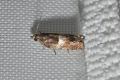 Epinotia walkerana thumbnail 3