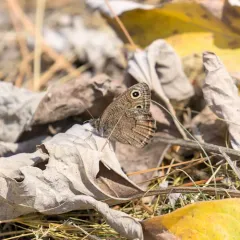 Great Basin Wood-Nymph thumbnail 2
