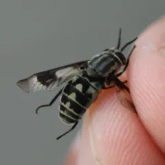 Furious Deer Fly thumbnail 2