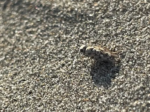 Anorostoma maculatum