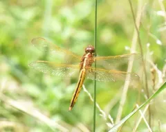 Needham's Skimmer thumbnail 1