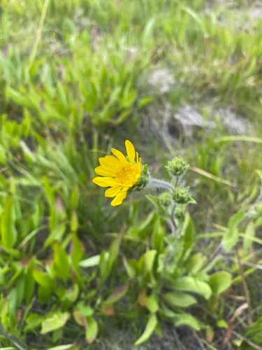 tacky goldenweed