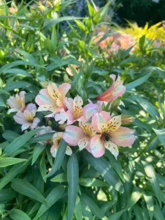 Peruvian Lily thumbnail 3