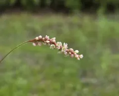 Carey's Smartweed thumbnail 4