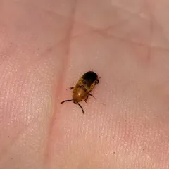 Antherophagus ochraceus thumbnail 4