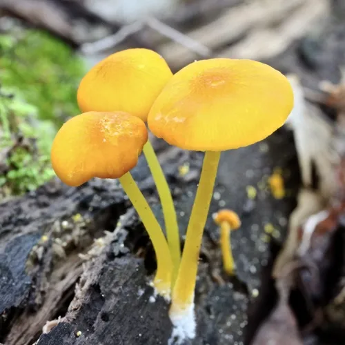 Yellow Deer Mushroom