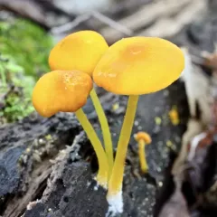 Yellow Deer Mushroom thumbnail 1