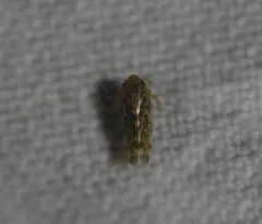 Xestocephalus similis thumbnail 4