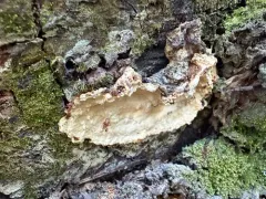 Laurilia sulcata thumbnail 3