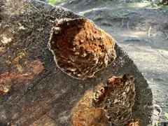Phellinidium ferrugineofuscum thumbnail 3