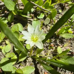 Nevada lewisia thumbnail 4