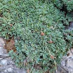 mat rock spiraea thumbnail 4