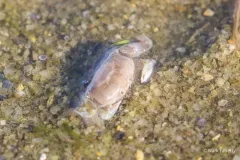 Pinnixa cylindrica thumbnail 3