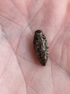 Lined Buprestid Beetle thumbnail 4