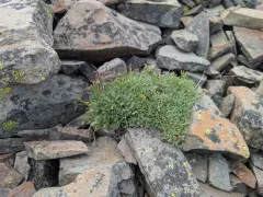 Lemmon's rockcress thumbnail 4
