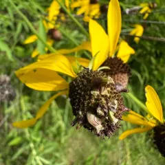 Prairie Coneflower Gall Midge thumbnail 1