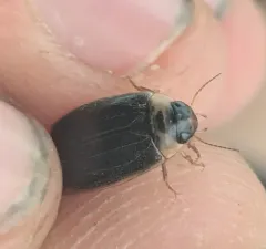 Rhantus sericans thumbnail 4