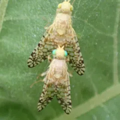 Euaresta aequalis thumbnail 3
