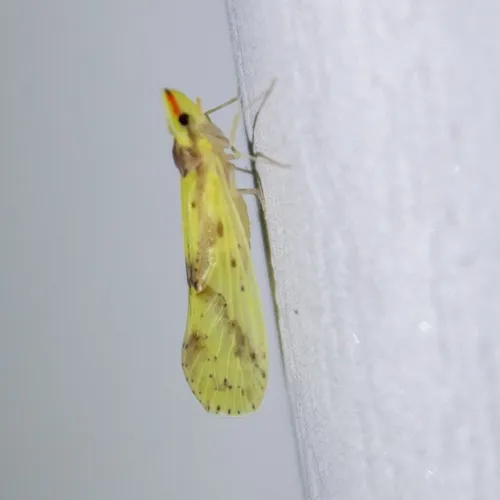 Otiocerus wolfii