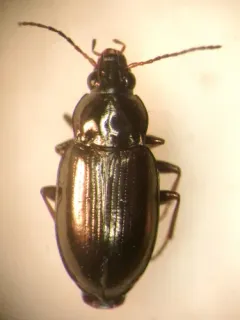 Bembidion interventor thumbnail 4