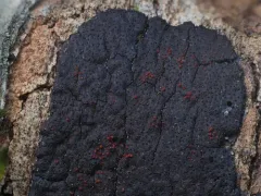Dialonectria episphaeria thumbnail 2