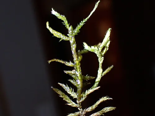 Hair-pointed Feather-moss