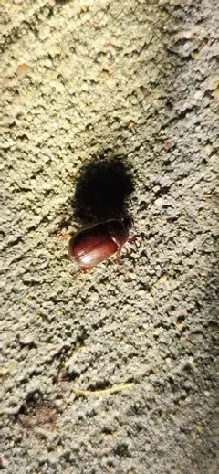 Ligyrus neglectus thumbnail 3