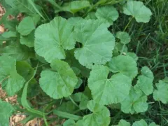 Small Mallow thumbnail 4