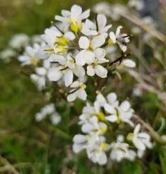 Alpine Rock-cress thumbnail 4