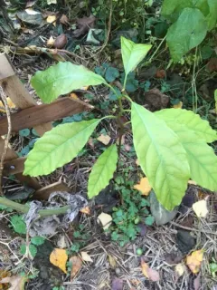 Avocado thumbnail 4