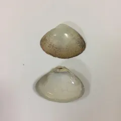 West Atlantic Surfclam thumbnail 2