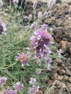 small-leaved horsemint thumbnail 4
