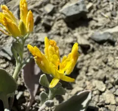 Washington Twinpod thumbnail 4