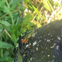 Black-and-red Horntail thumbnail 1